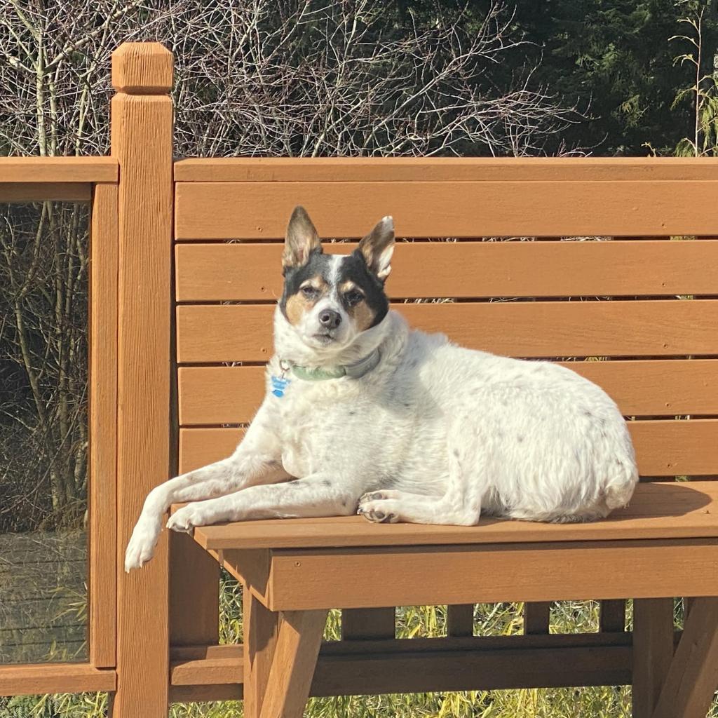 Enlarge Jasper, a Adoptable Cattle Dog in Bellingham, WA image 4/6