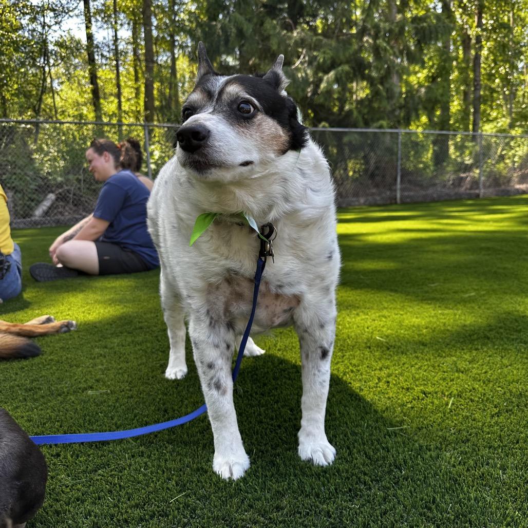 Enlarge Jasper, a Adoptable Cattle Dog in Bellingham, WA image 5/6