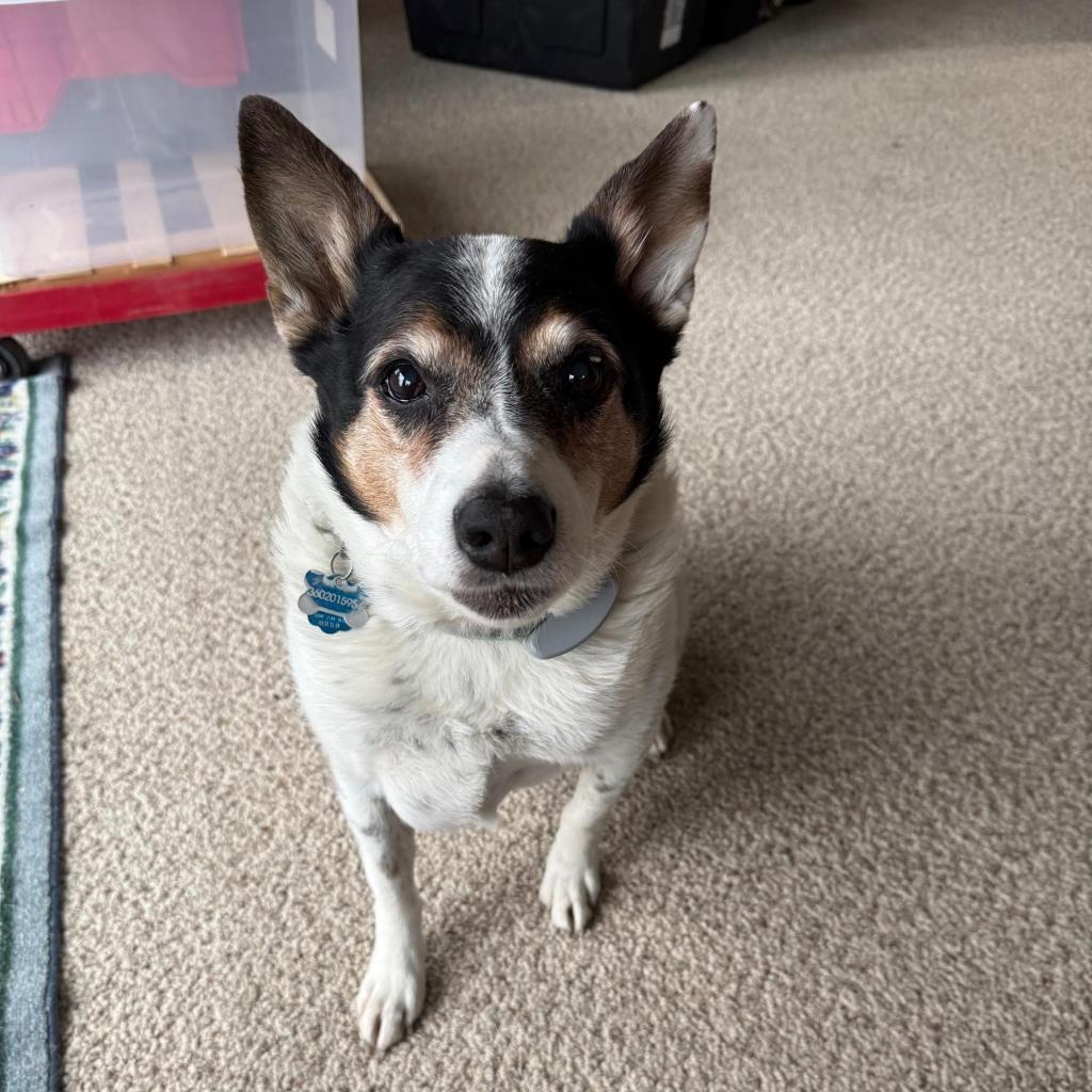 Enlarge Jasper, a Adoptable Cattle Dog in Bellingham, WA image 6/6