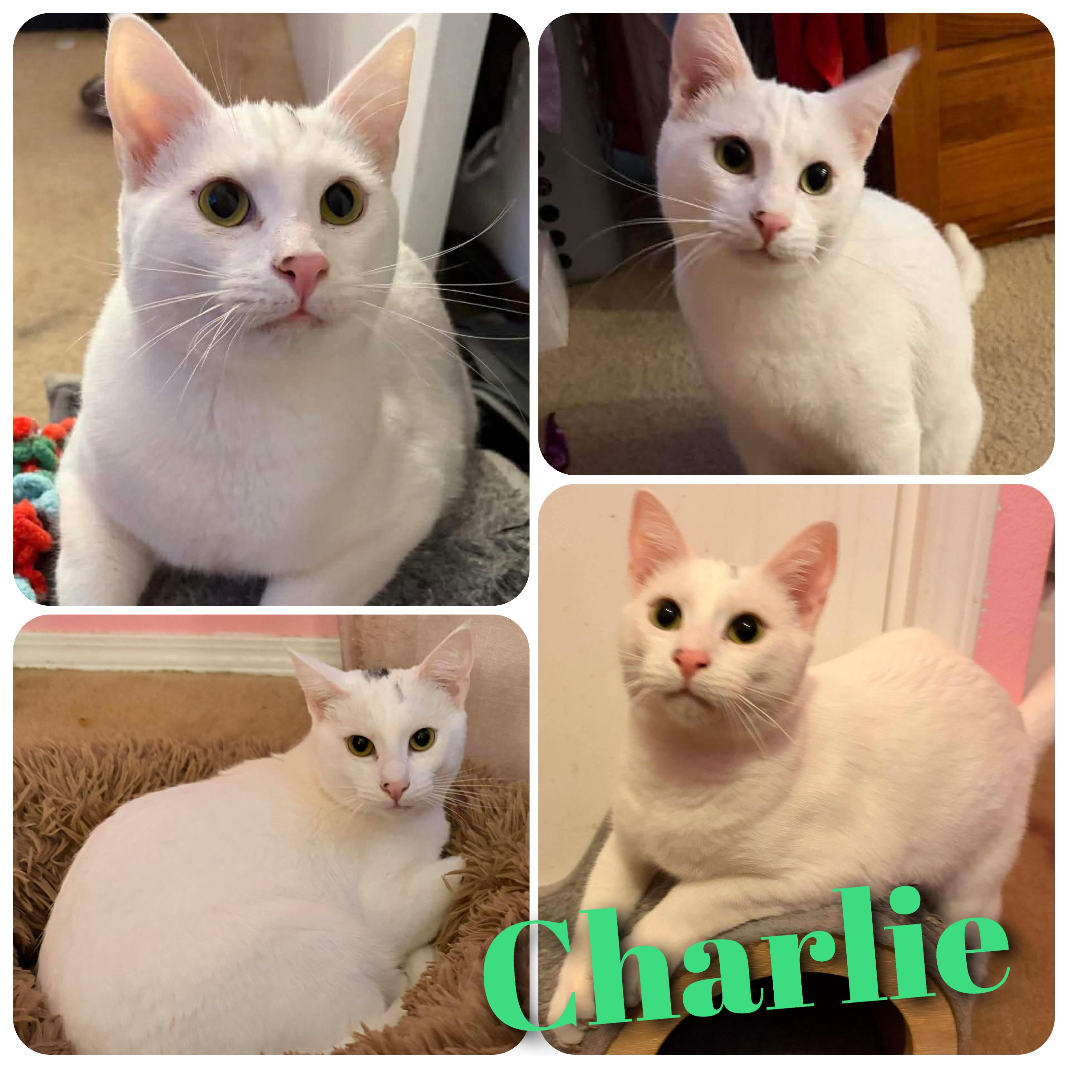 Charlie, Adoptable, Young Male Domestic Short Hair.