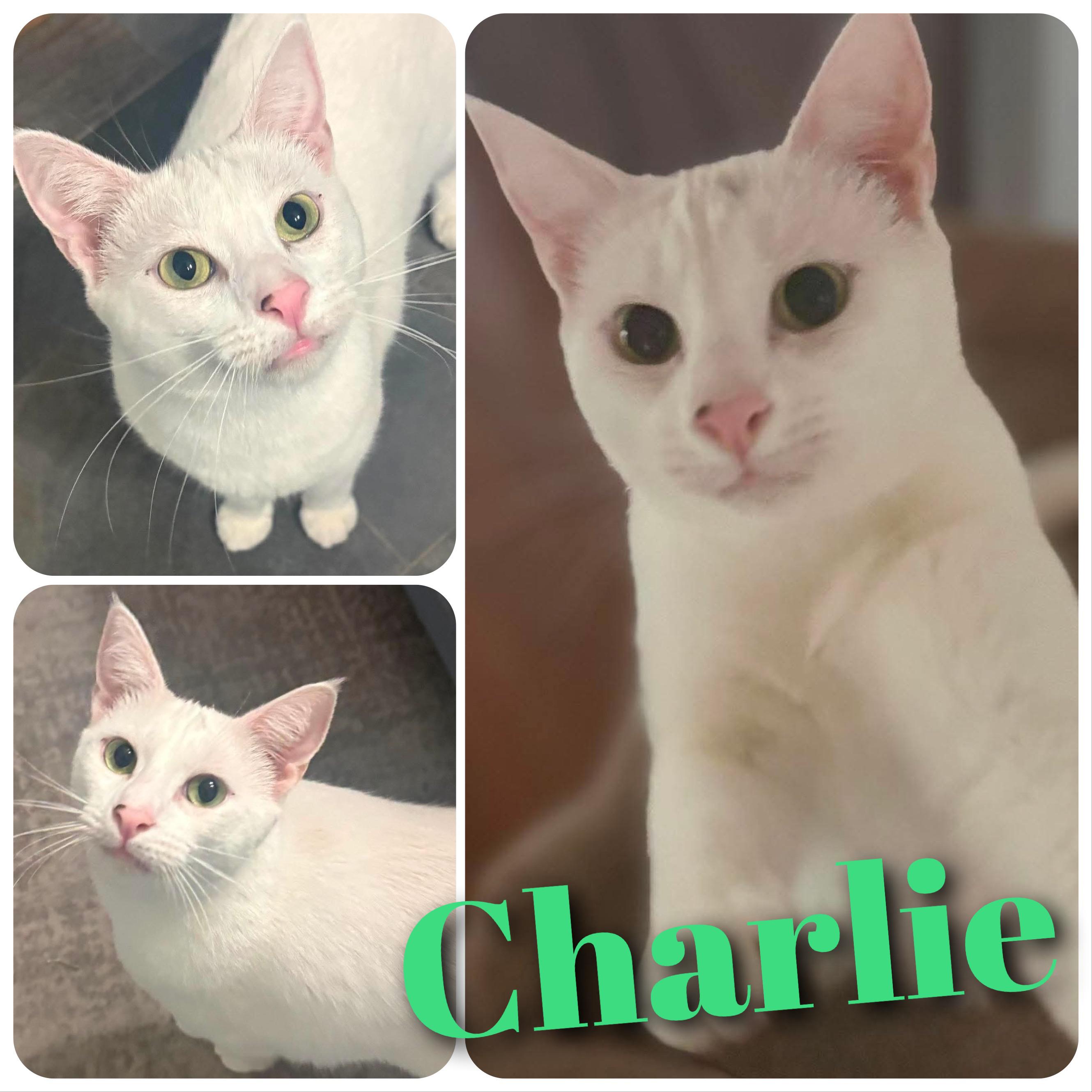 Charlie, Adoptable, Young Male Domestic Short Hair.