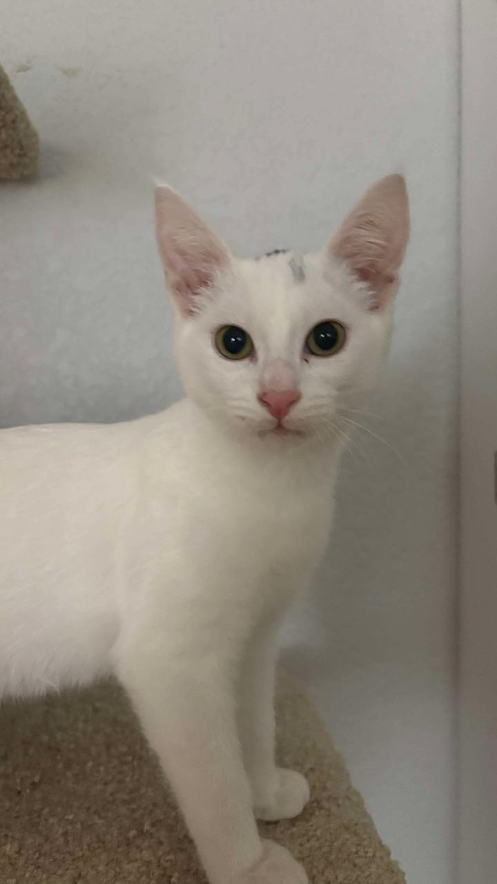 Charlie, a Adoptable Domestic Short Hair in Hollister, CA image 2/4