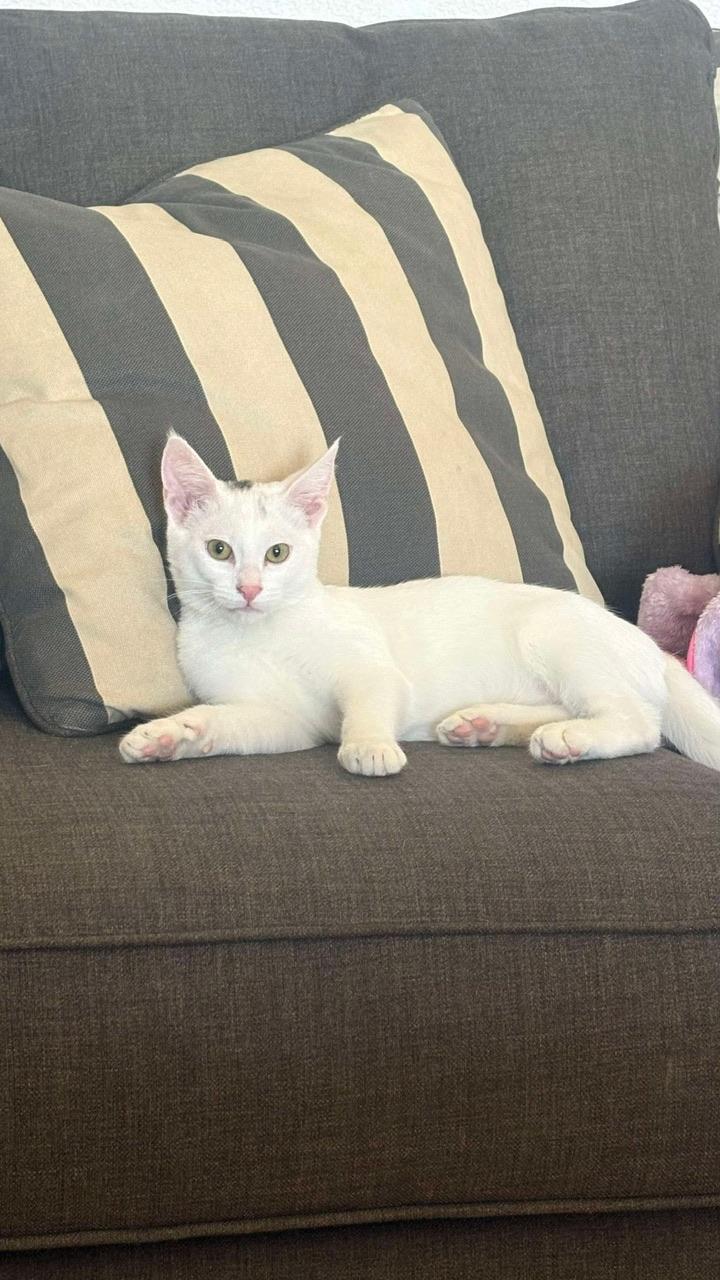 Charlie, a Adoptable Domestic Short Hair in Hollister, CA image 3/4