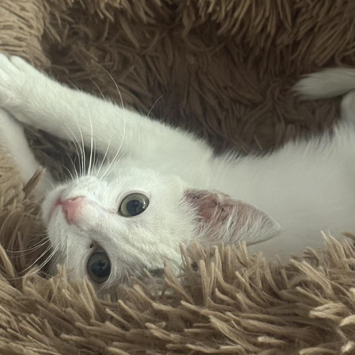 Charlie, a Adoptable Domestic Short Hair in Hollister, CA image 4/4