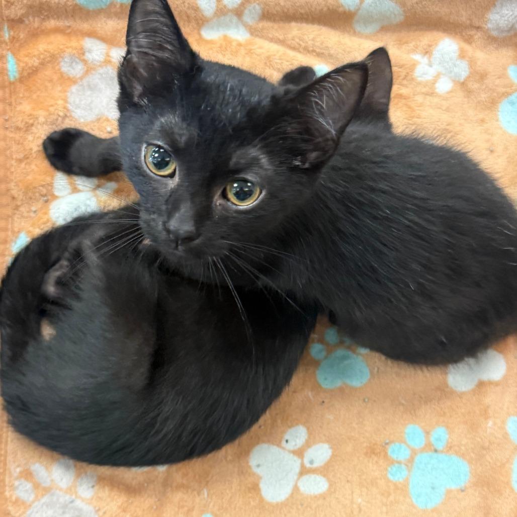 Enlarge Leo, a Adoptable Domestic Short Hair in Kinston, NC image 1/5