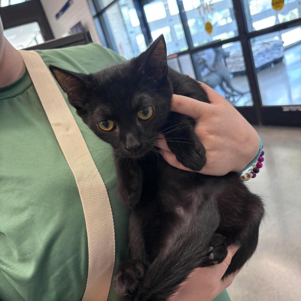 Enlarge Leo, a Adoptable Domestic Short Hair in Kinston, NC image 2/5