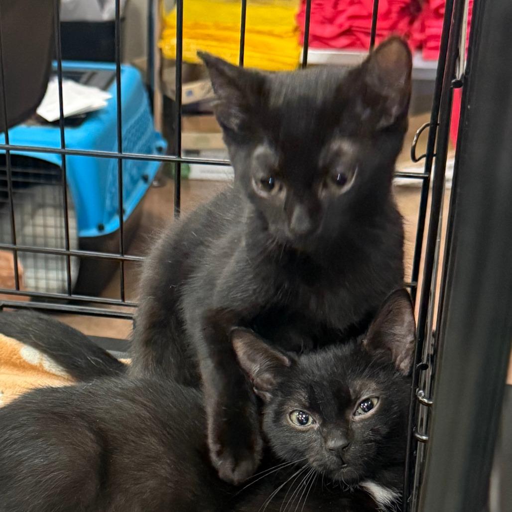 Enlarge Leo, a Adoptable Domestic Short Hair in Kinston, NC image 3/5