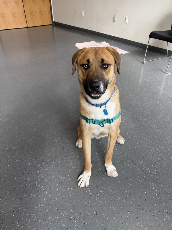 Fisher, adopted, Adult Male Mixed Breed.