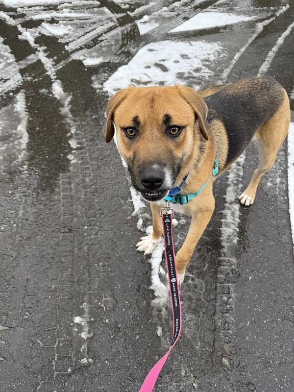 Fisher, an adopted Mixed Breed in Truckee, CA image 2/6