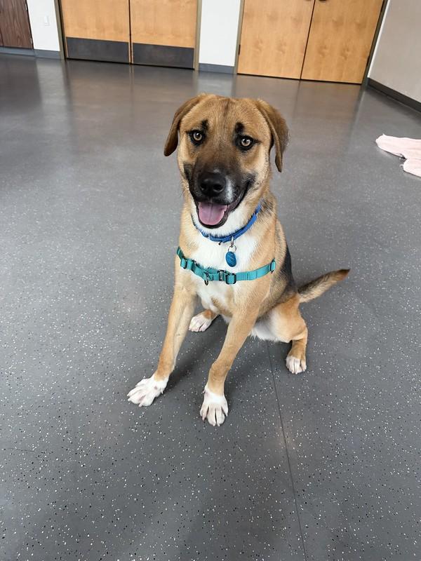 Fisher, an adopted Mixed Breed in Truckee, CA image 4/6