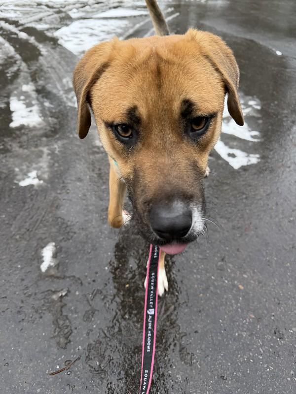 Fisher, an adopted Mixed Breed in Truckee, CA image 6/6