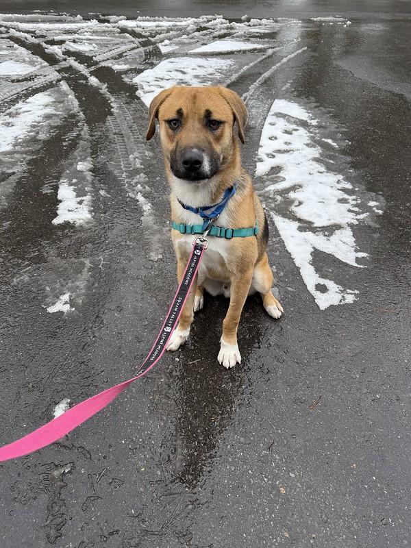 Fisher, an adopted Mixed Breed in Truckee, CA image 5/6
