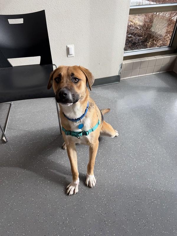 Fisher, an adopted Mixed Breed in Truckee, CA image 3/6