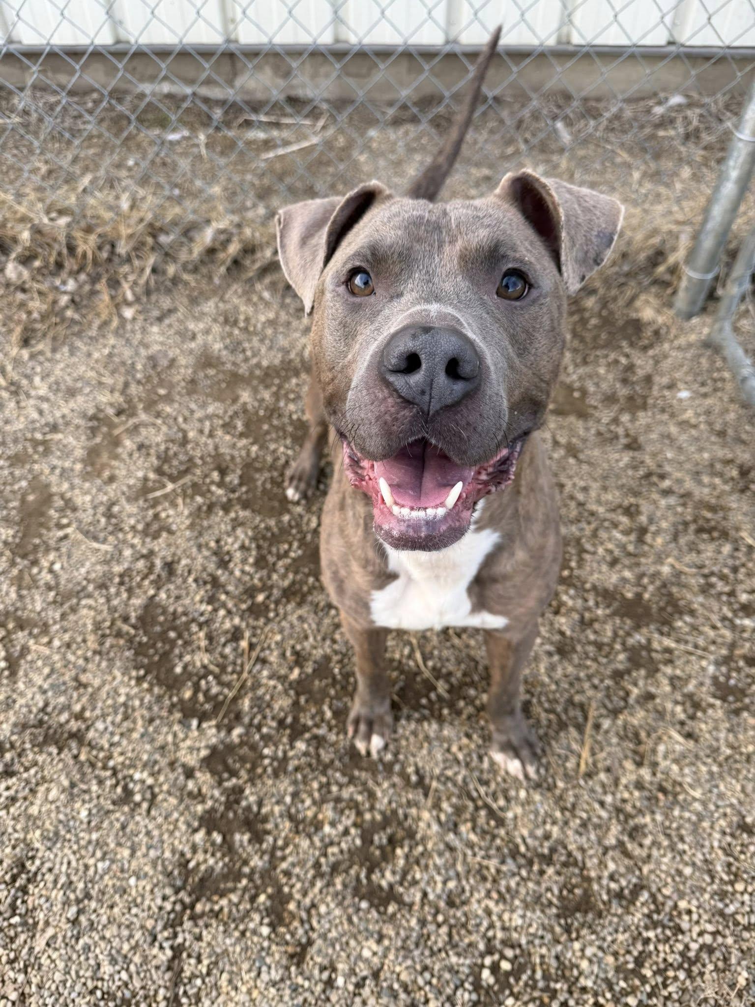 Randy, ADOPTABLE, Adult Male Pit Bull Terrier.