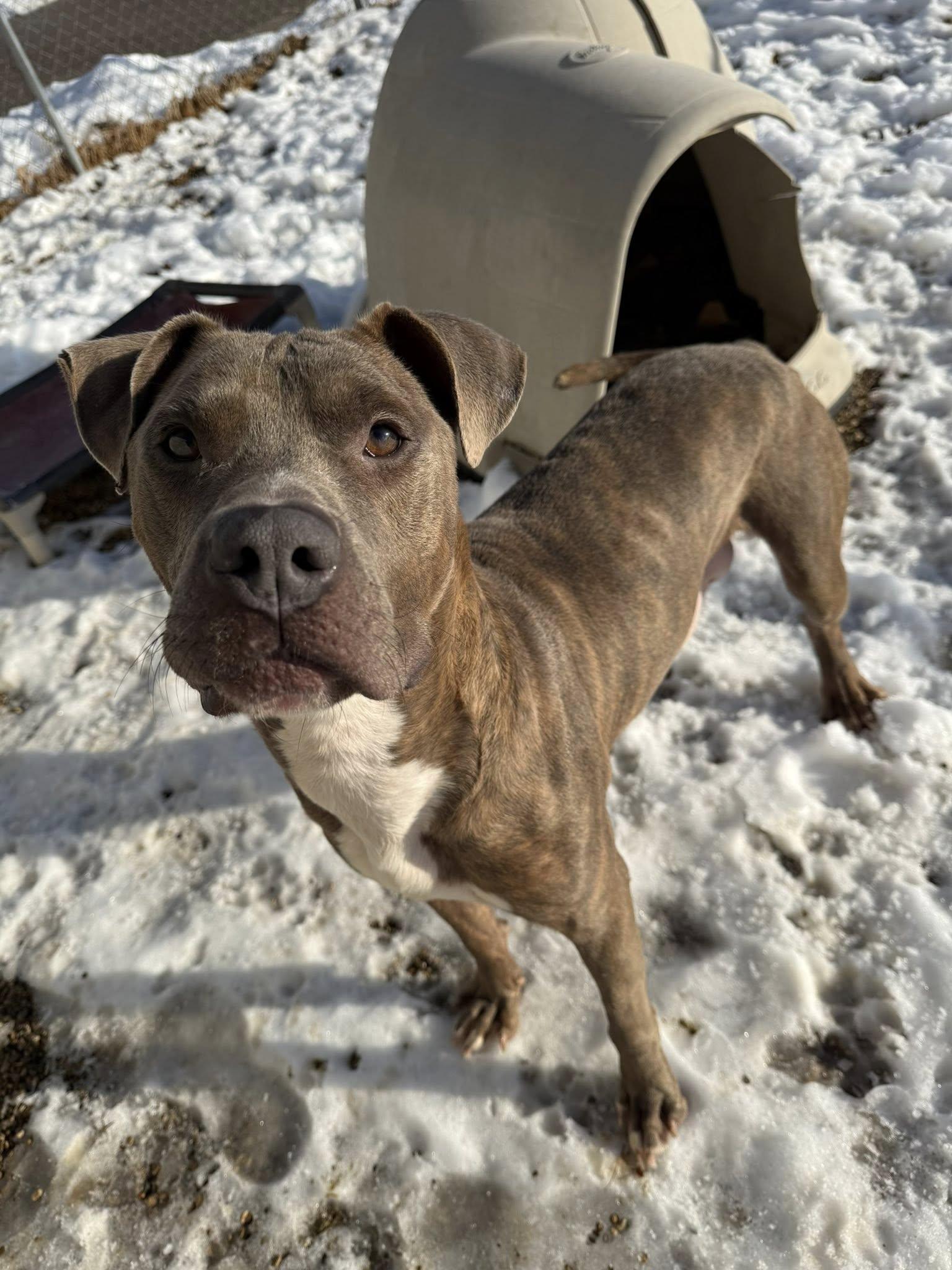 Enlarge Randy, a ADOPTABLE Pit Bull Terrier in Tremont, IL image 2/2