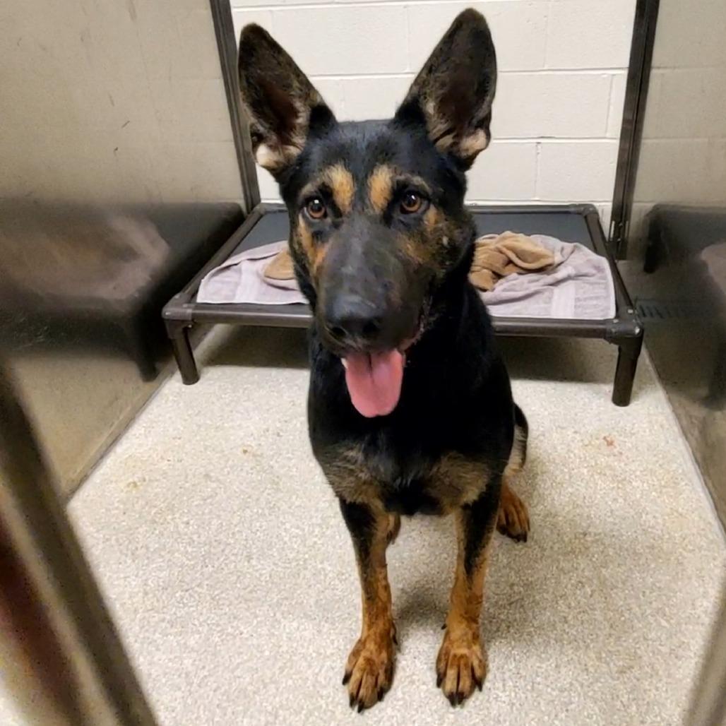Amber, Adoptable, Adult Female German Shepherd Dog.