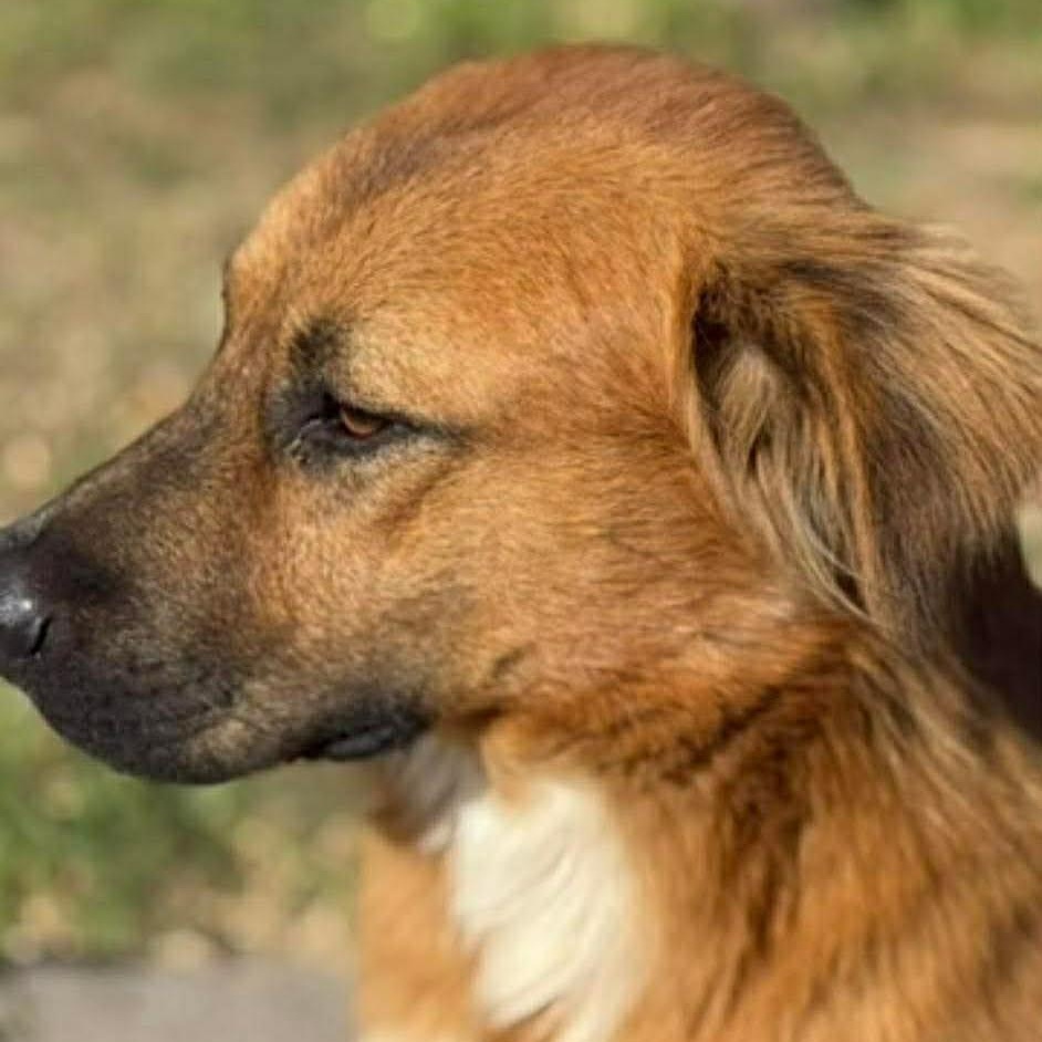 Enlarge Benji, a ADOPTABLE mixed breed in PLAINFIELD, CT image 5/5