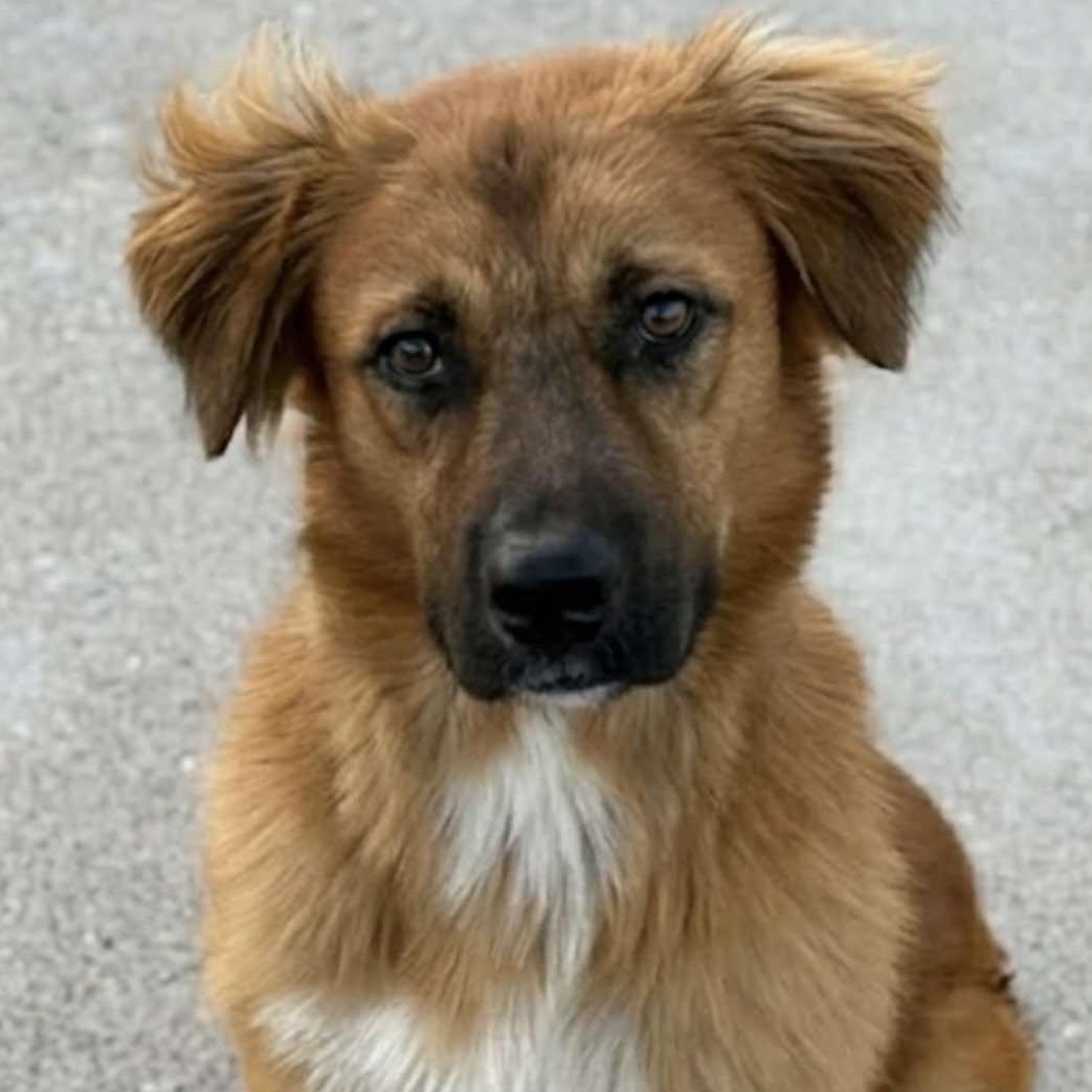 Enlarge Benji, a ADOPTABLE mixed breed in PLAINFIELD, CT image 2/5