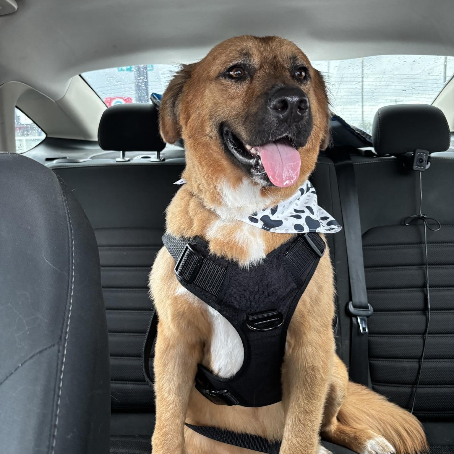 Enlarge Benji, a ADOPTABLE mixed breed in PLAINFIELD, CT image 4/5