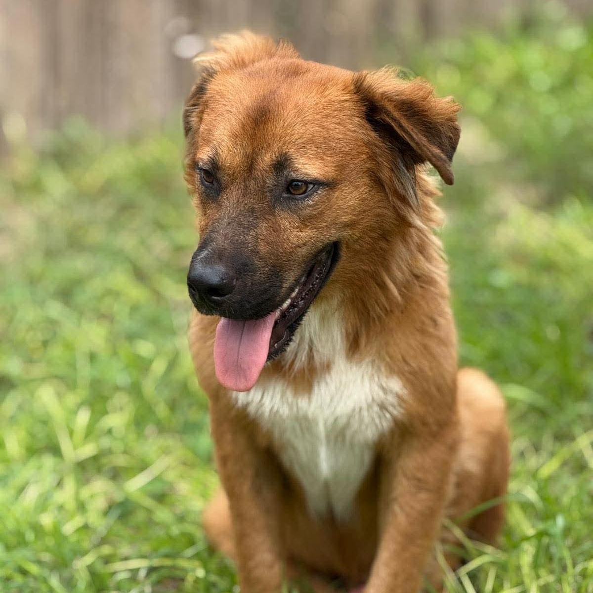 Benji, ADOPTABLE, Young Male Golden Retriever & Shepherd.