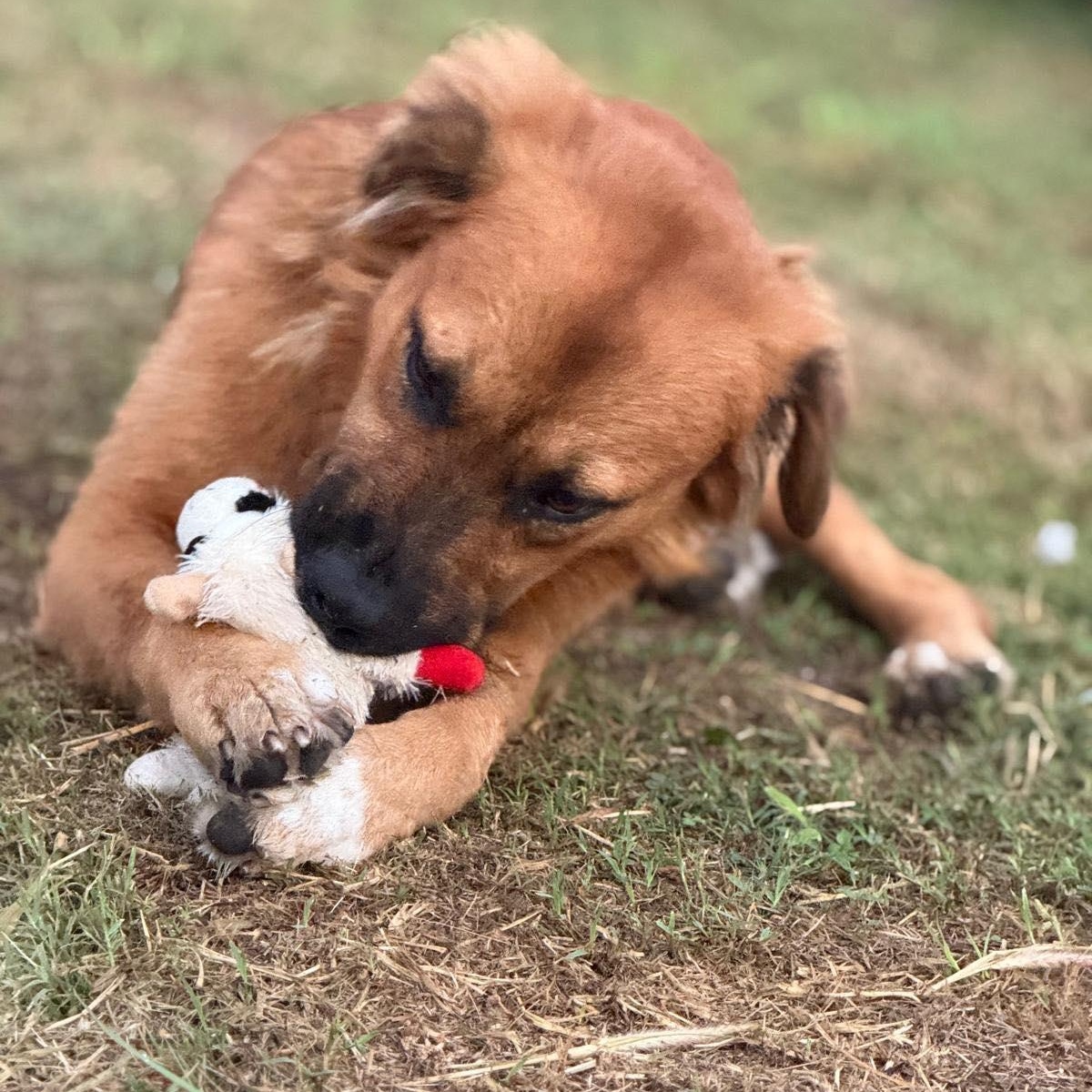 Enlarge Benji, a ADOPTABLE mixed breed in PLAINFIELD, CT image 3/5