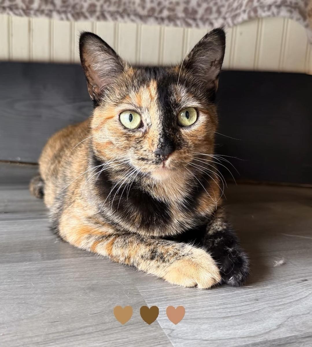 Winny, ADOPTABLE, Young Female Tortoiseshell.