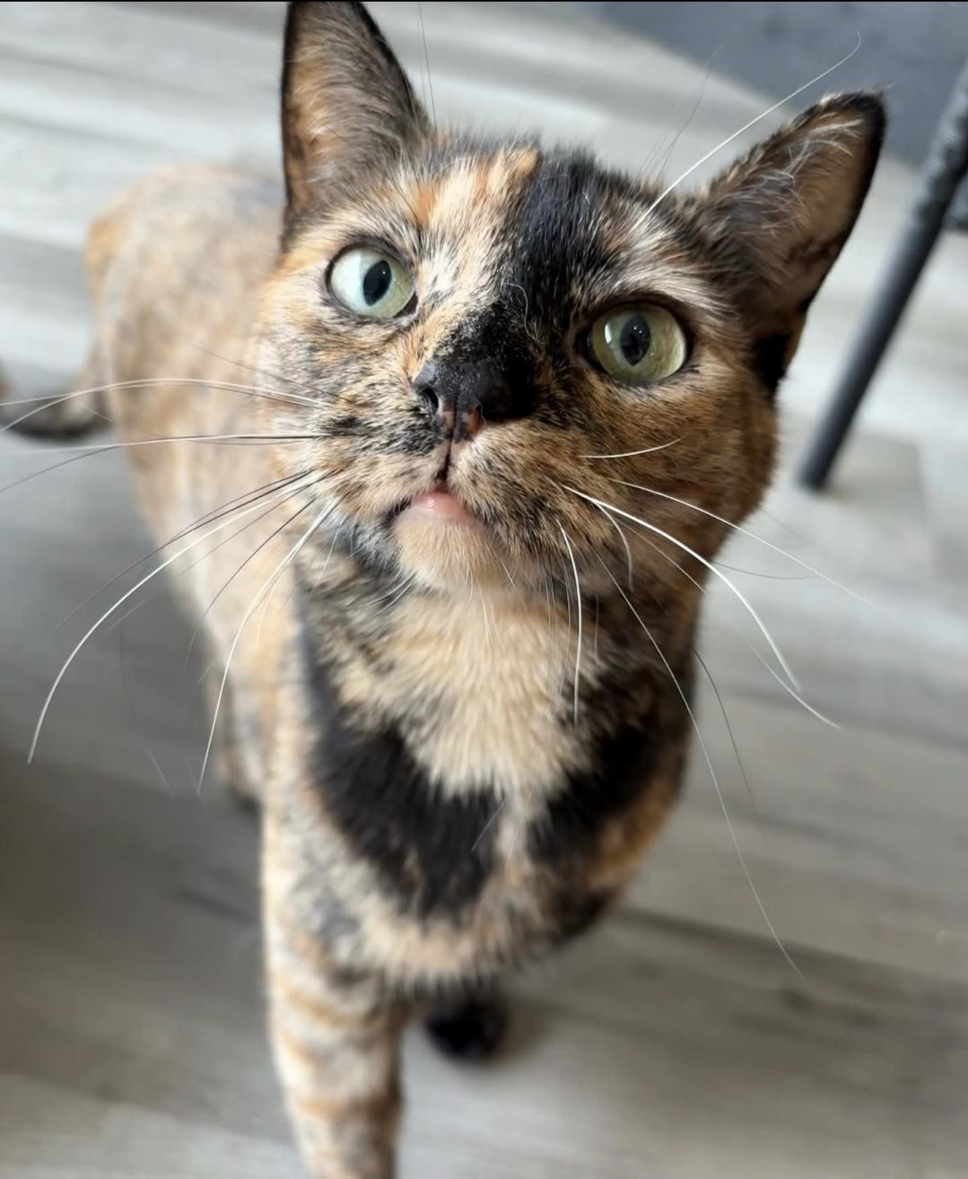 Enlarge Winny, a ADOPTABLE Tortoiseshell in Whitewater, WI image 3/5