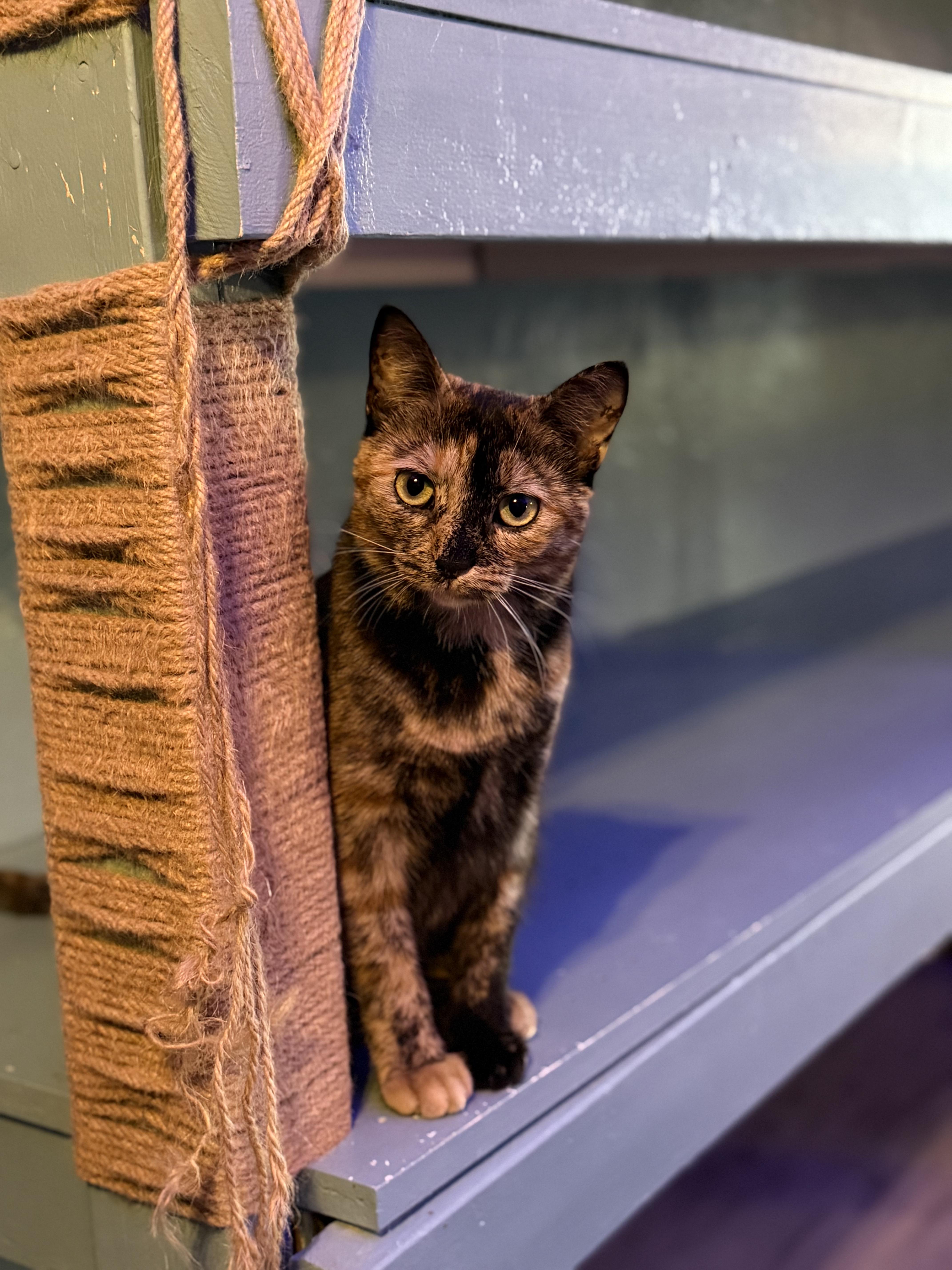 Enlarge Winny, a ADOPTABLE Tortoiseshell in Whitewater, WI image 2/5