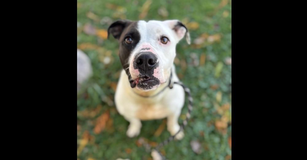 Pretzel, Adoptable, Young Male Pit Bull Terrier.