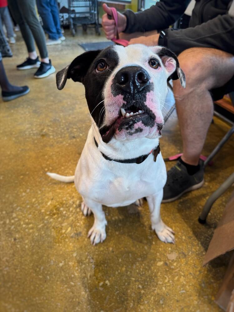 Enlarge Pretzel, a Adoptable mixed breed in Winthrop Harbor, IL image 2/6