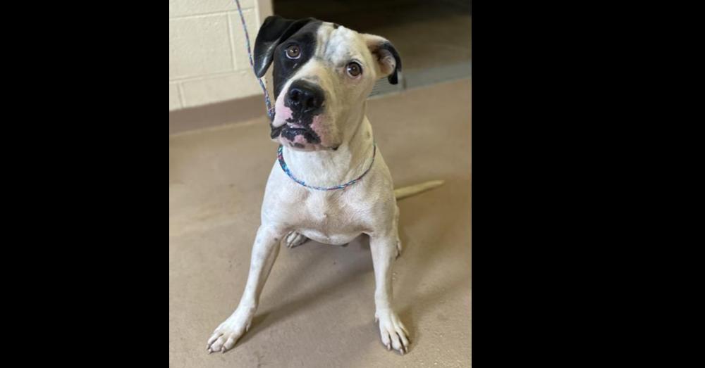 Enlarge Pretzel, a Adoptable mixed breed in Winthrop Harbor, IL image 4/6