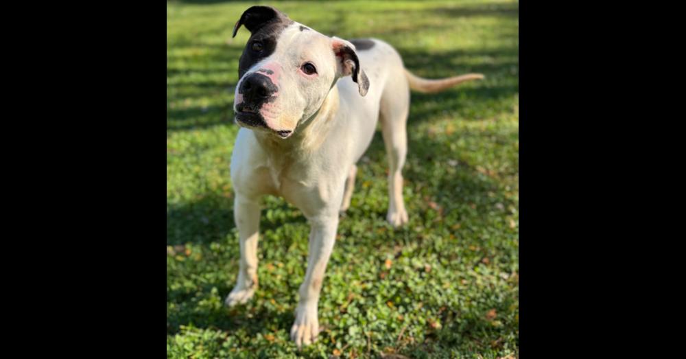 Enlarge Pretzel, a Adoptable mixed breed in Winthrop Harbor, IL image 5/6