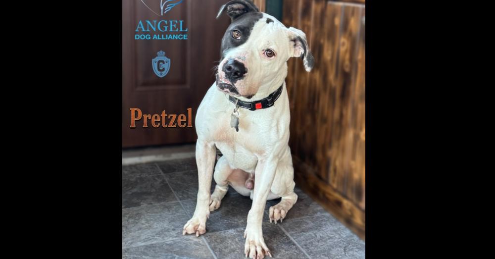 Enlarge Pretzel, a Adoptable mixed breed in Winthrop Harbor, IL image 6/6