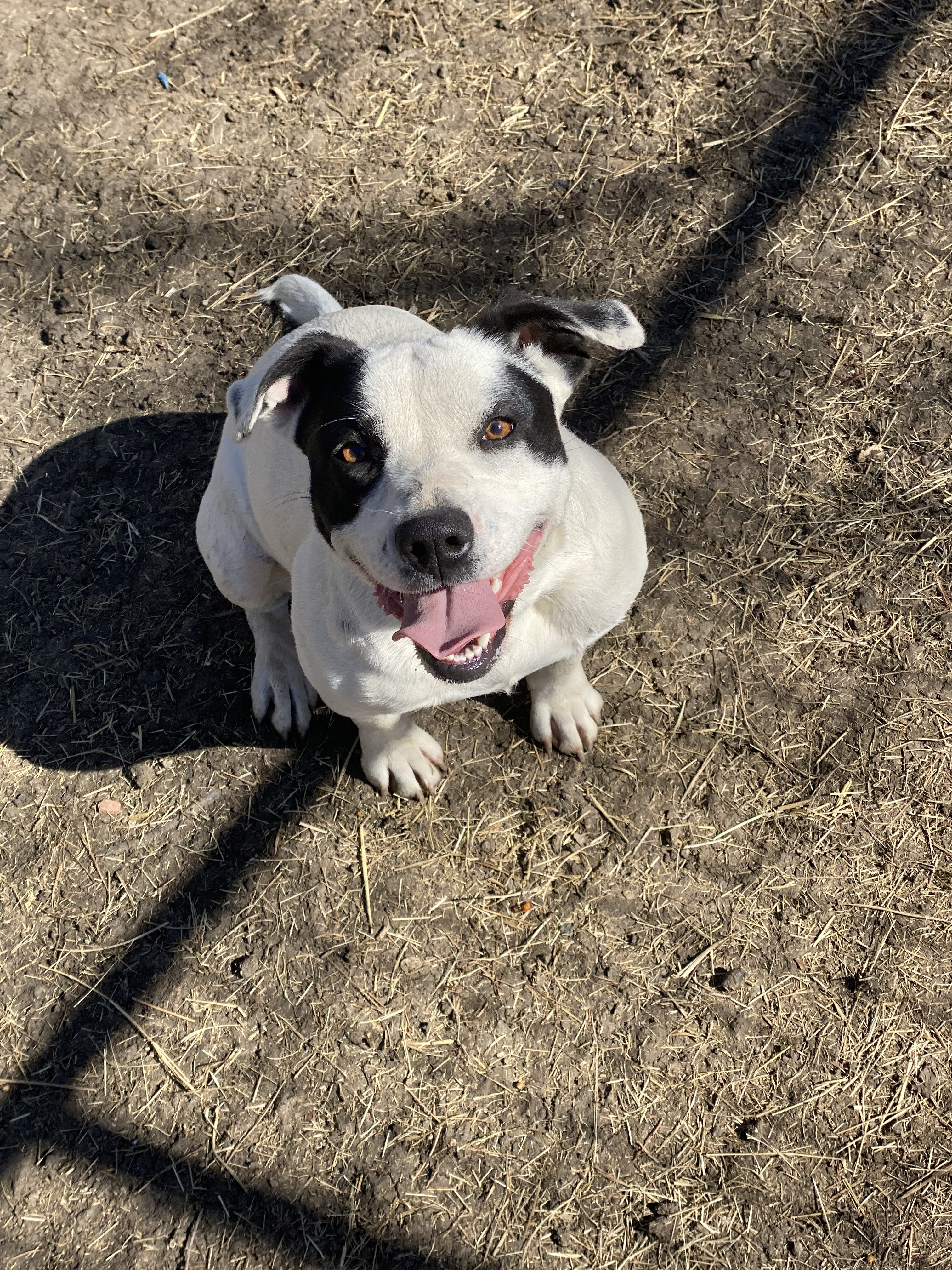 Becca, a Adoptable mixed breed in Dallas, TX image 1/6