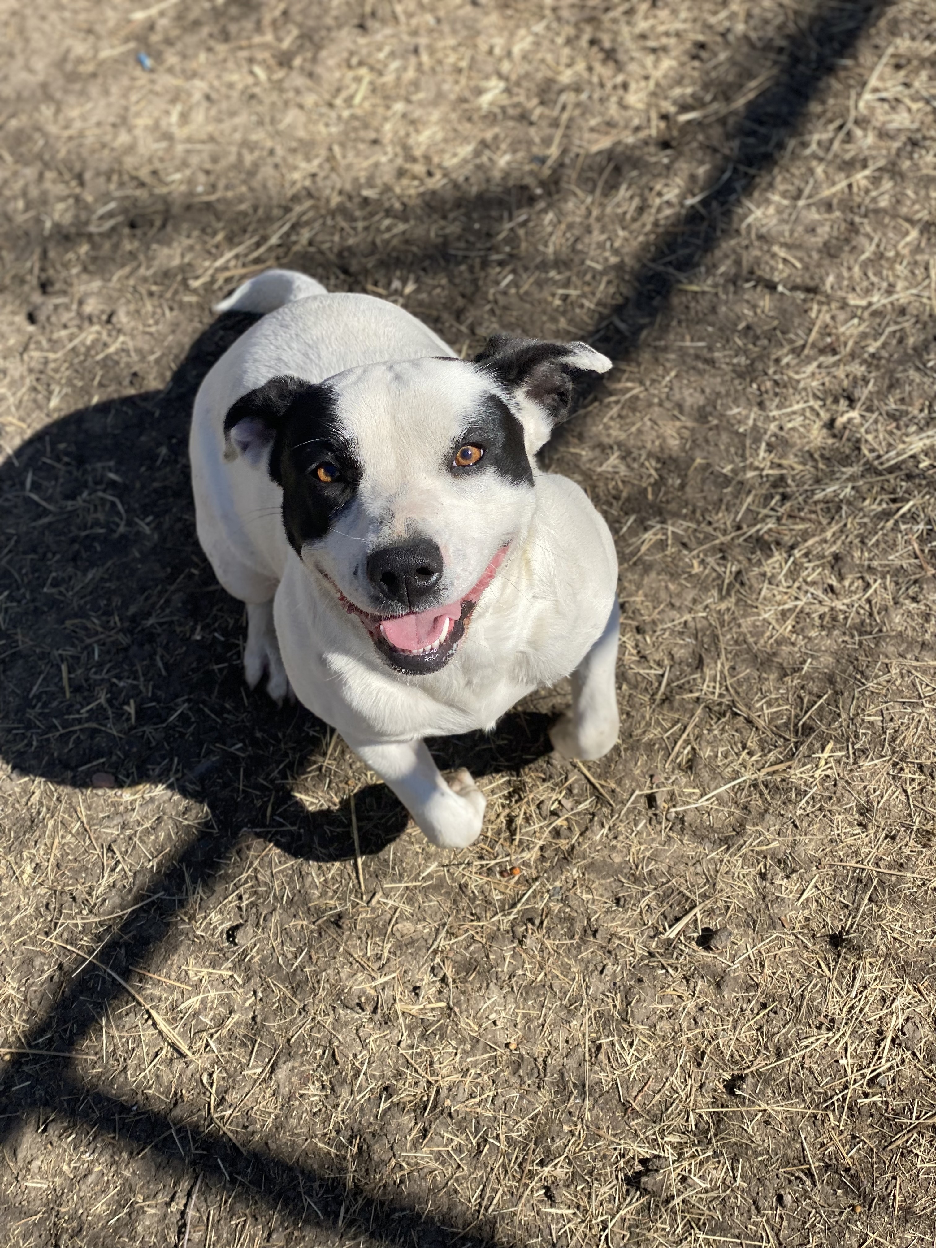 Becca, a Adoptable mixed breed in Dallas, TX image 2/6