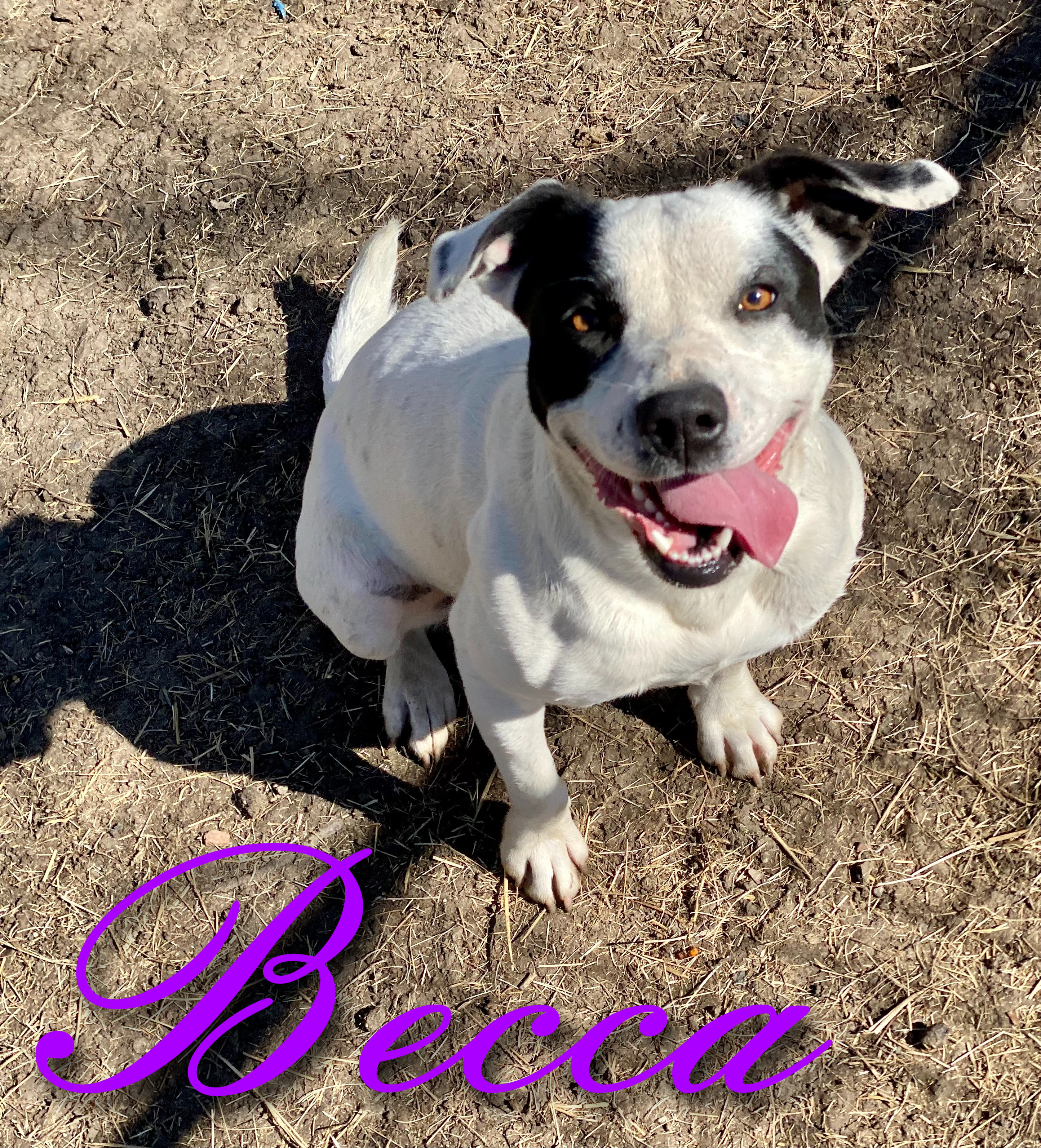 Becca, a Adoptable mixed breed in Dallas, TX image 3/6