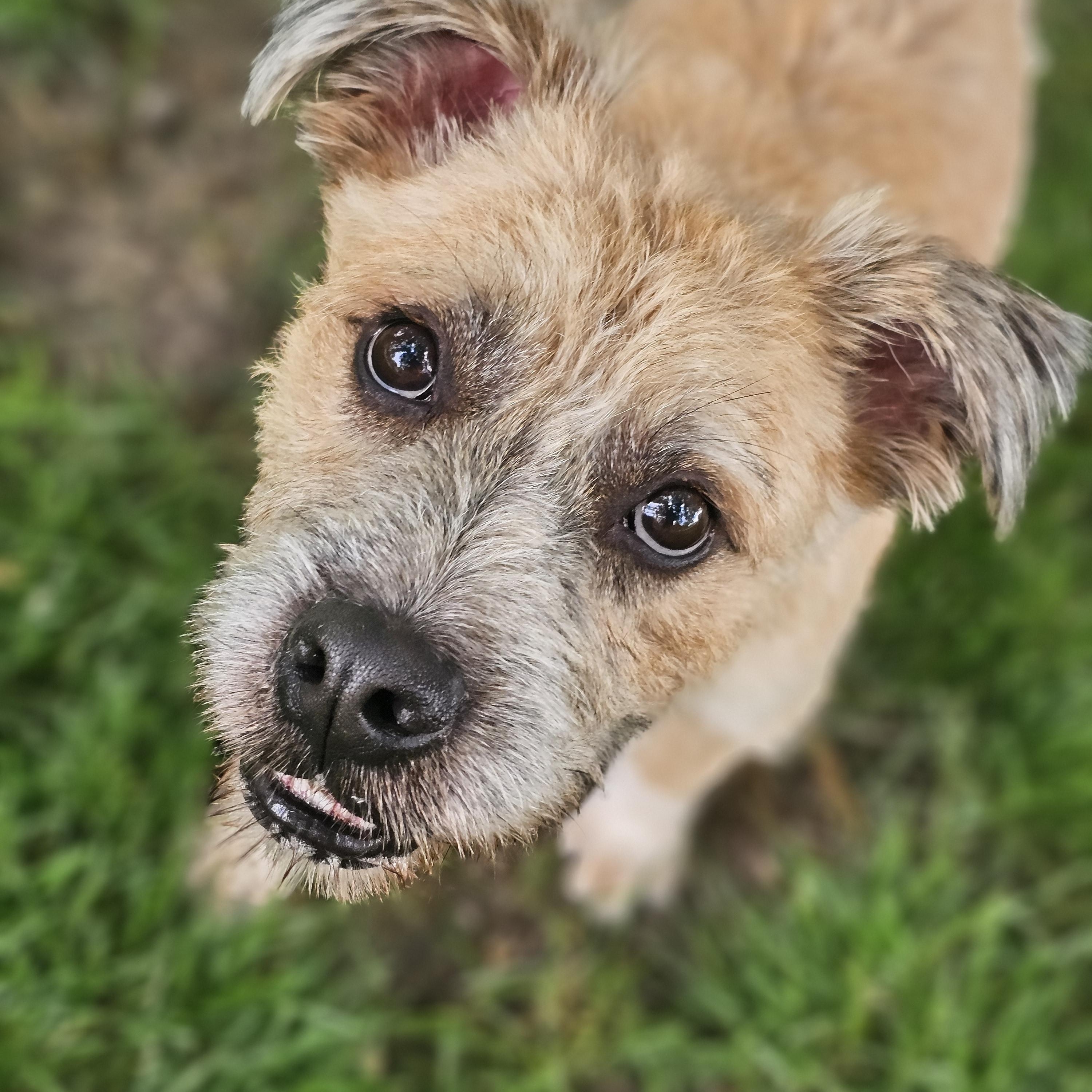 Reggie, adoptable, Adult Male Wheaten Terrier.