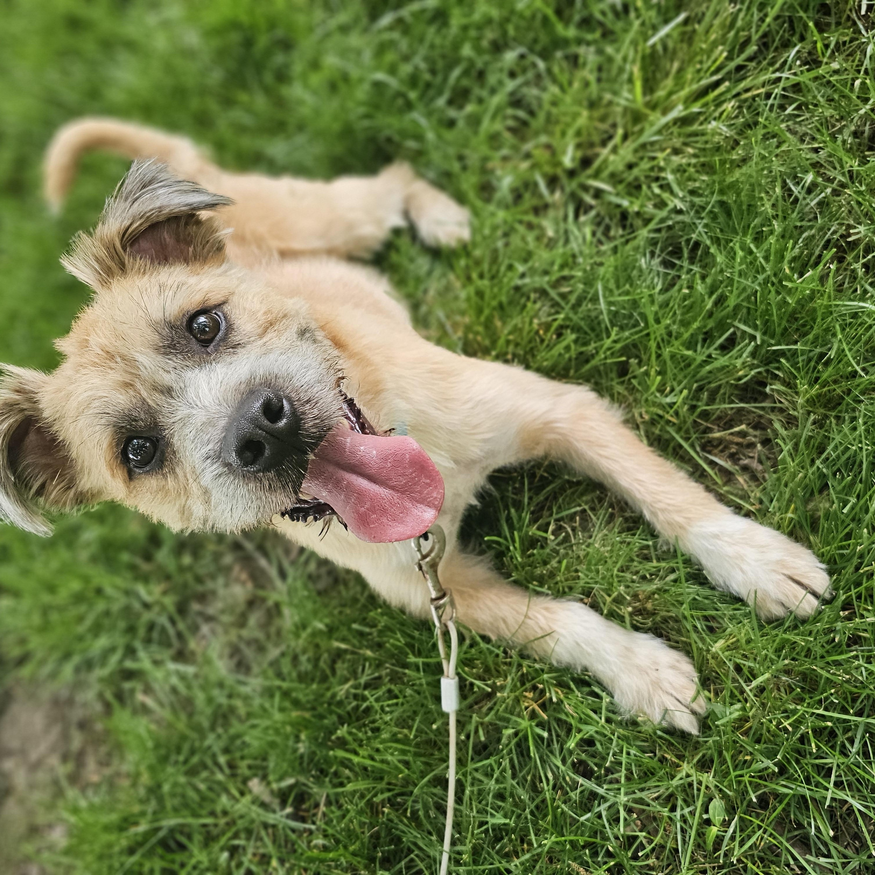 Enlarge Reggie, an adoptable mixed breed in O Fallon, IL image 4/6