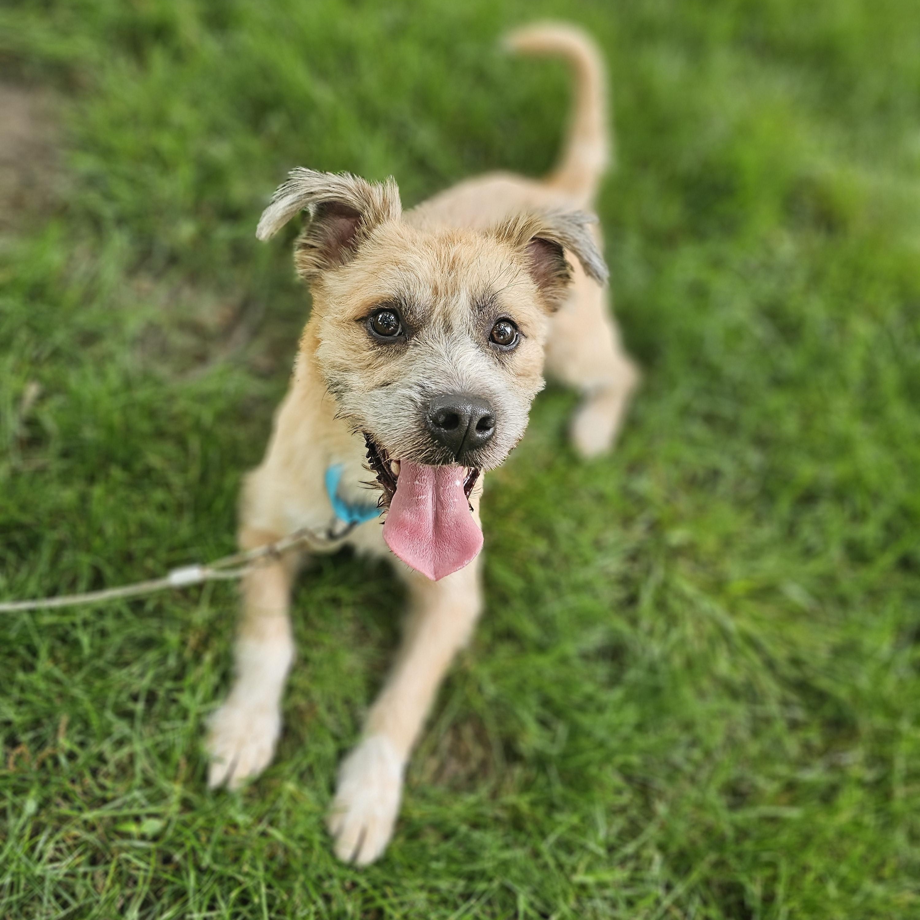 Enlarge Reggie, an adoptable mixed breed in O Fallon, IL image 5/6
