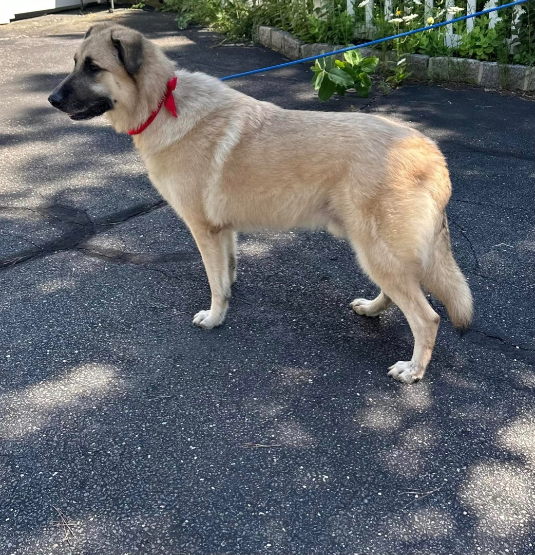 Armando, a Adoptable Anatolian Shepherd in Old Westbury, NY image 1/12