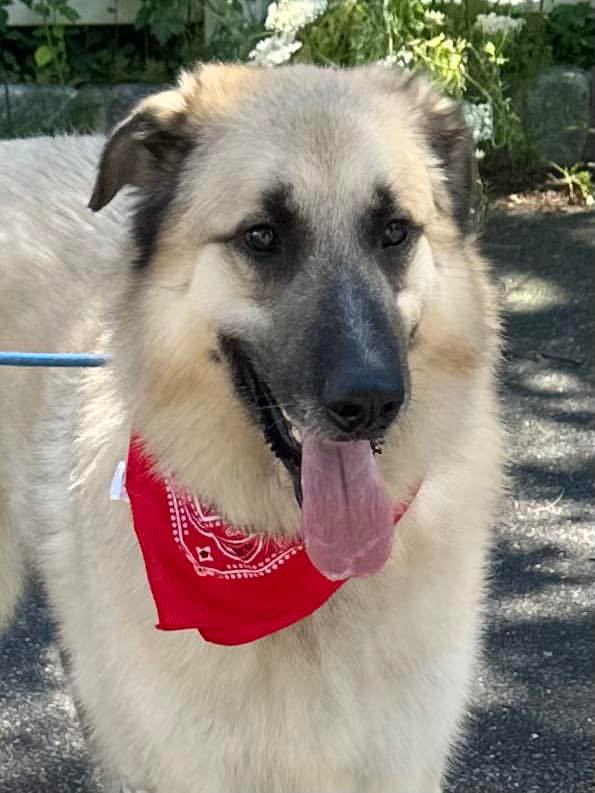 Armando, a Adoptable Anatolian Shepherd in Old Westbury, NY image 2/12