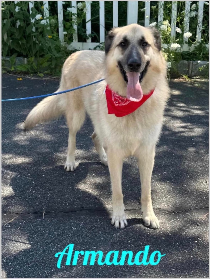 Armando, a Adoptable Anatolian Shepherd in Old Westbury, NY image 3/12