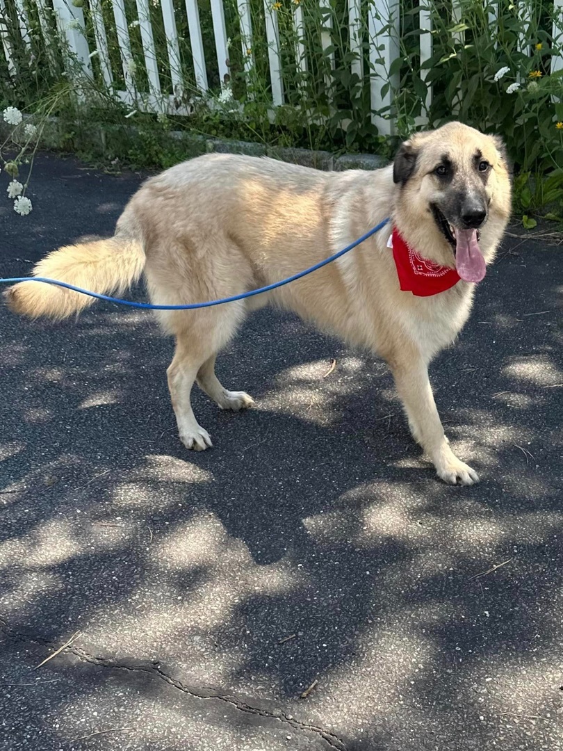 Armando, a Adoptable Anatolian Shepherd in Old Westbury, NY image 4/12