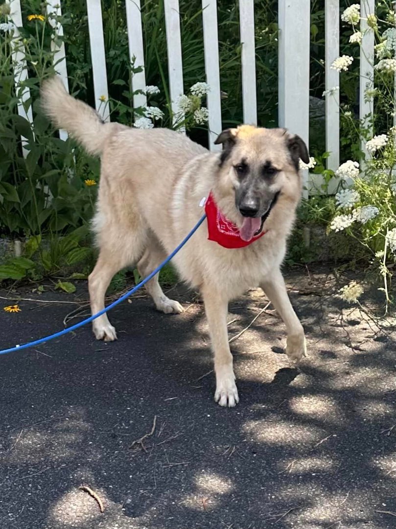 Armando, a Adoptable Anatolian Shepherd in Old Westbury, NY image 5/12
