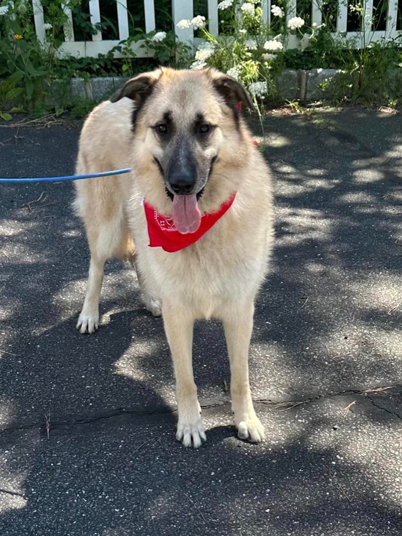 Armando, a Adoptable Anatolian Shepherd in Old Westbury, NY image 6/12