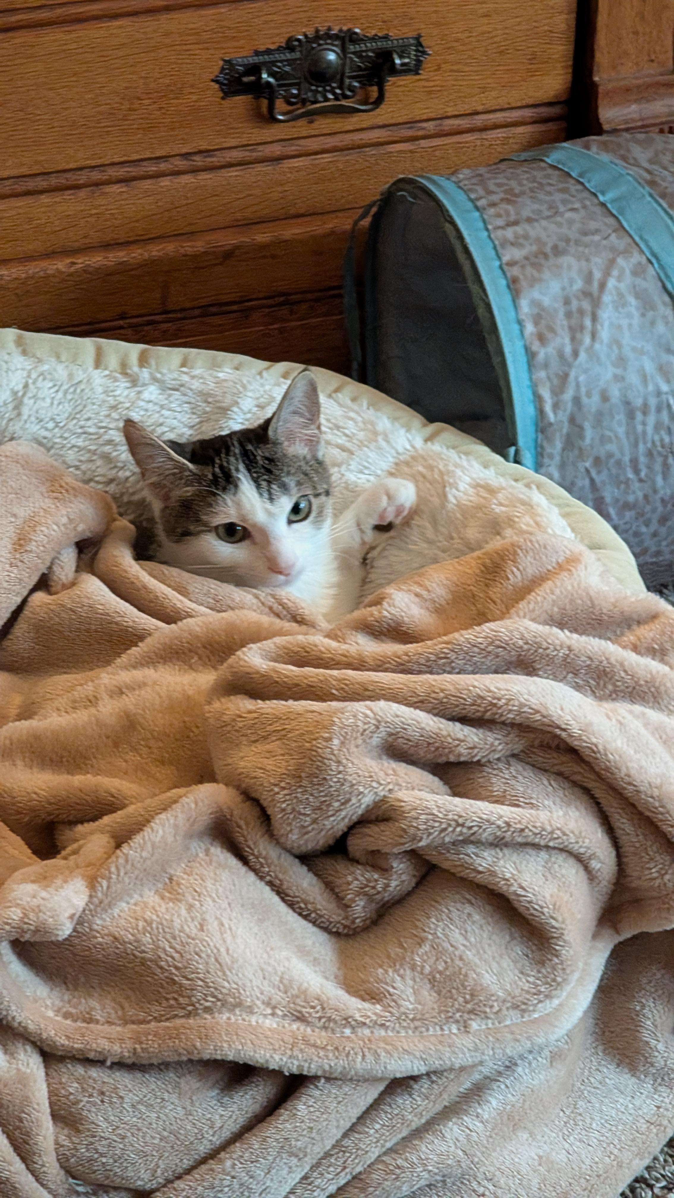 Enlarge Ashe, an adopted Domestic Short Hair in Morgantown, WV image 4/6