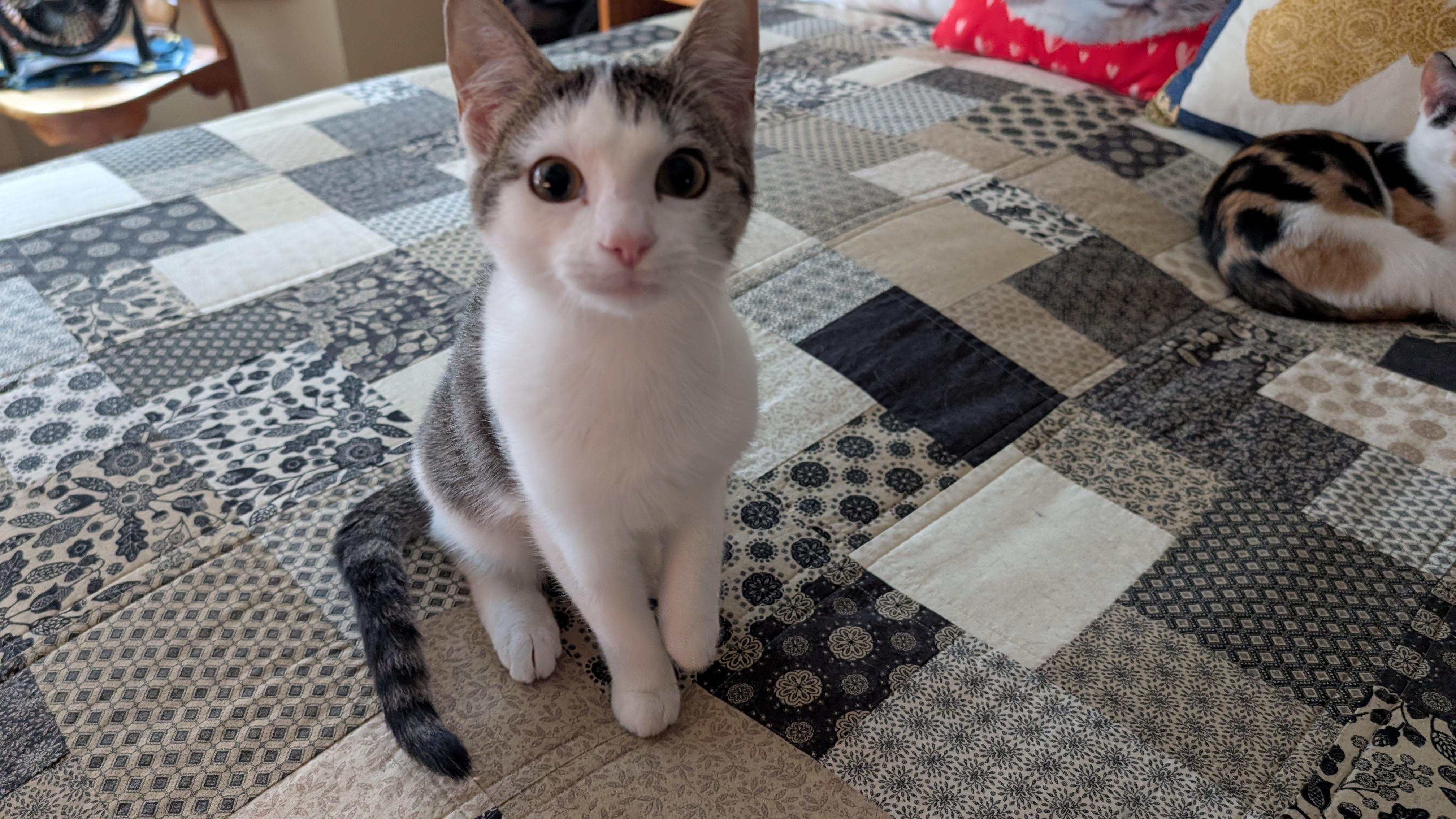 Enlarge Ashe, an adopted Domestic Short Hair in Morgantown, WV image 2/6