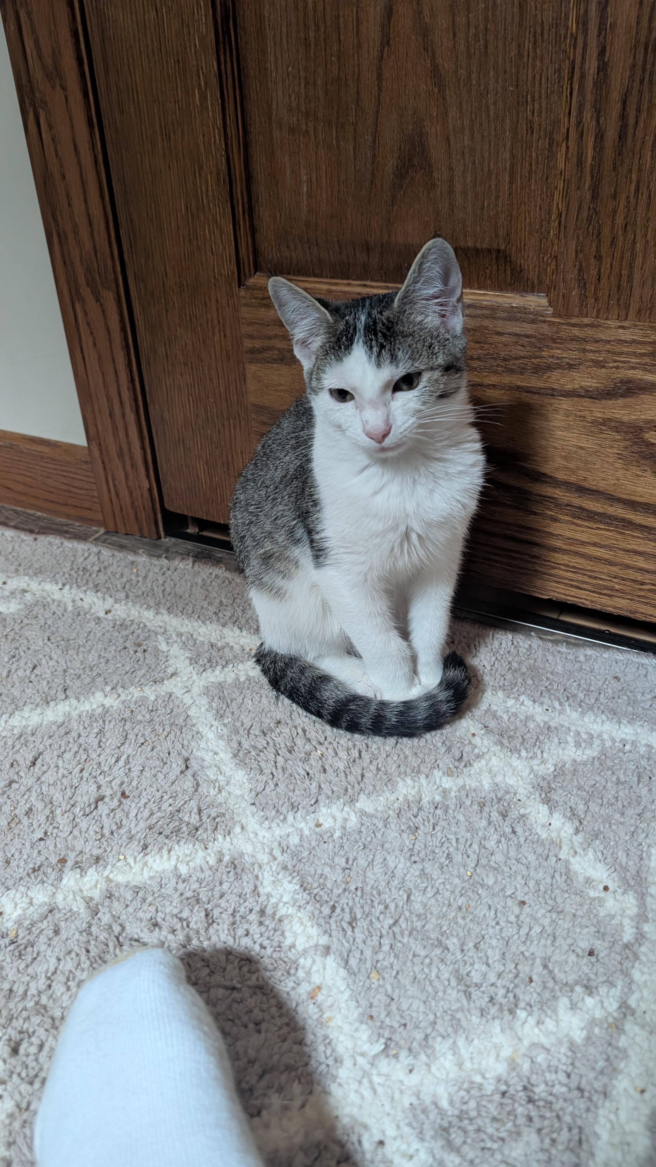 Enlarge Ashe, an adopted Domestic Short Hair in Morgantown, WV image 5/6