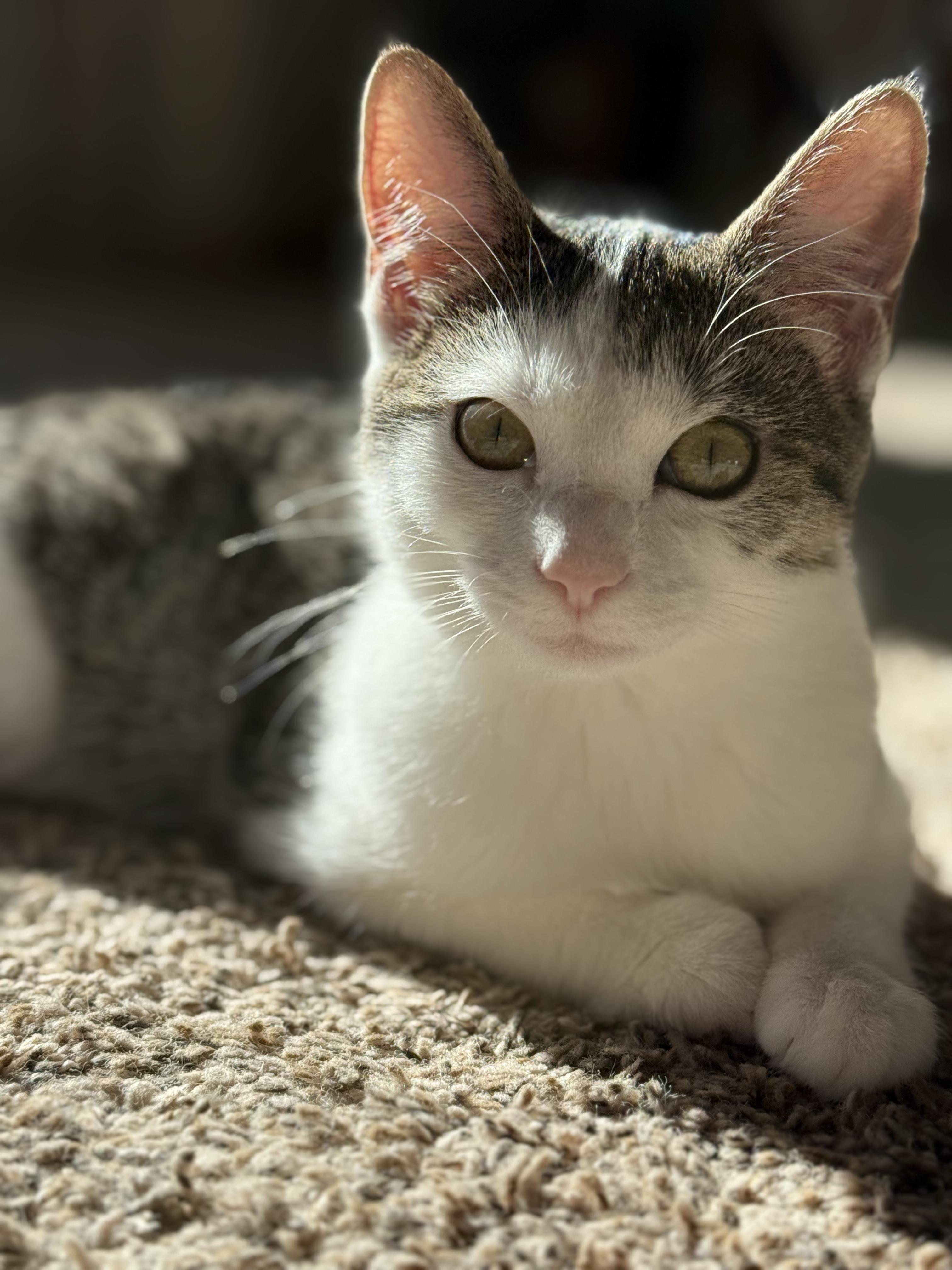 Ashe, Adoptable, Young Female Domestic Short Hair.