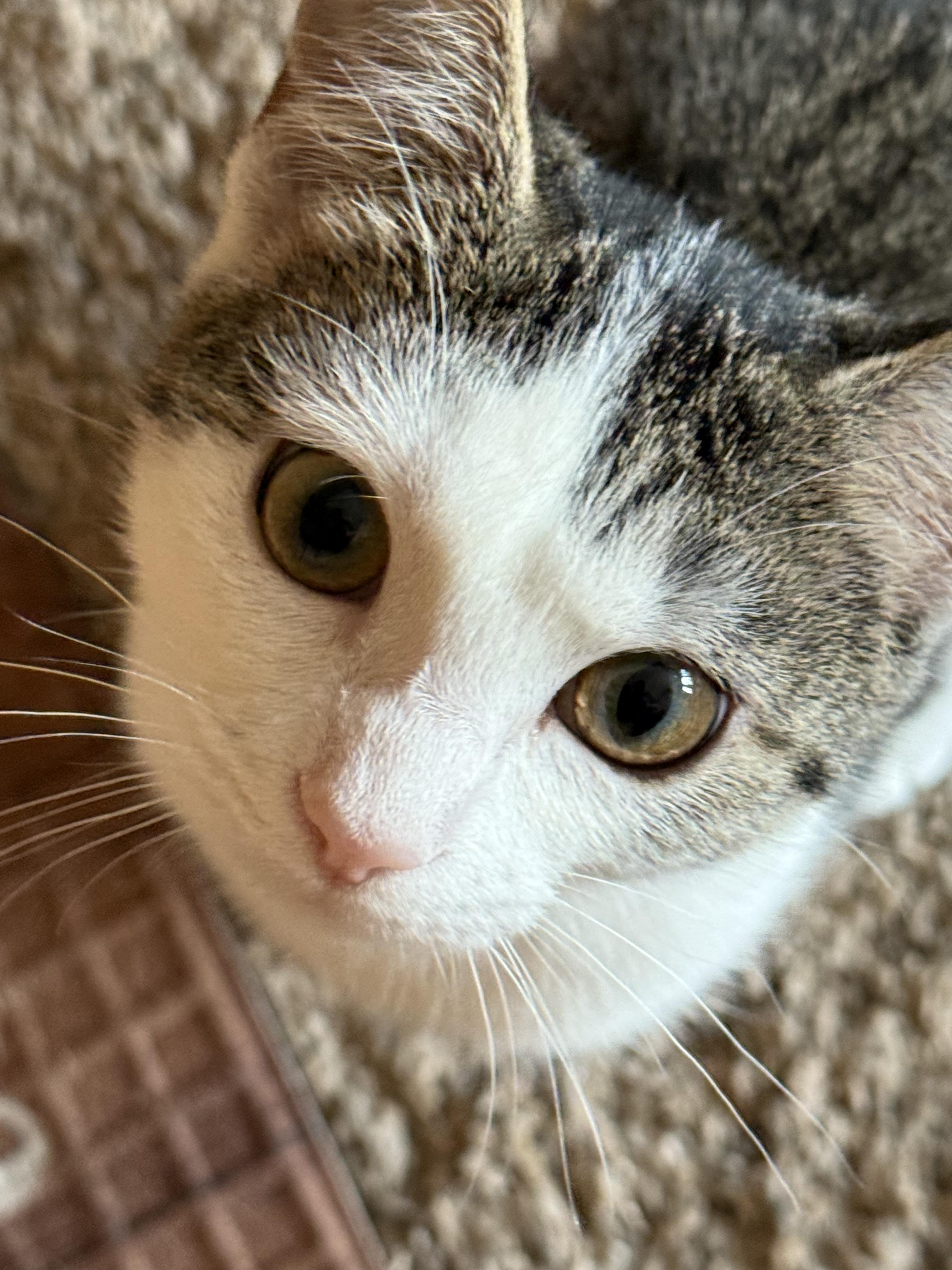 Enlarge Ashe, an adopted Domestic Short Hair in Morgantown, WV image 3/6